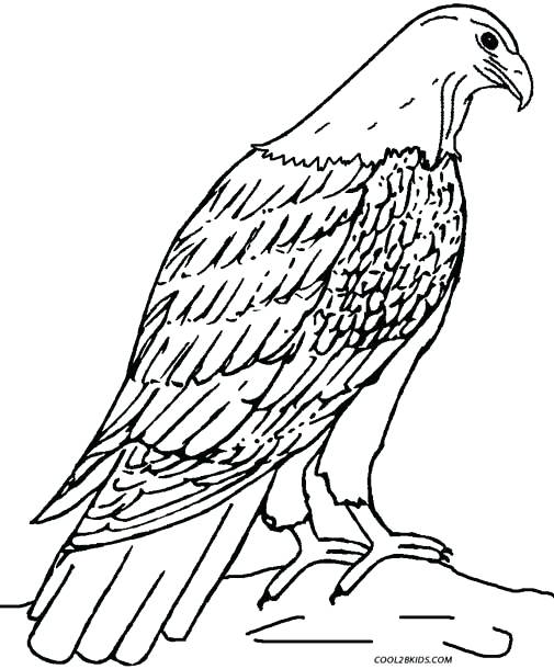 505x610 Eagle Flying Coloring Pages Excellent Bald Page For Picture