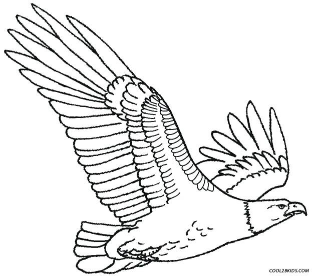 623x552 Eagle Pictures To Color Free Coloring Pages Of Golden Eagle Baby