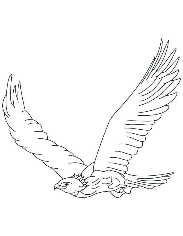 630x810 Harpy Eagle Coloring Page Eagle Color Page Golden Eagle In Flight