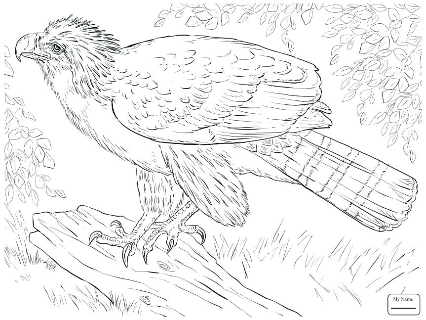 863x647 Eagle Color Page Bald Eagle Coloring Page Plus Hungry Bald Eagle