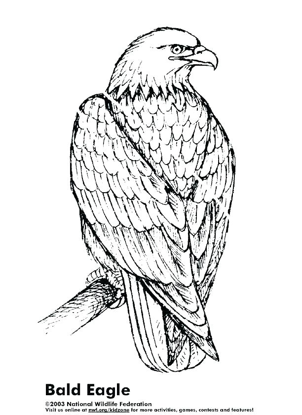 612x840 Eagle Printable Coloring Pages Harpy Eagle Coloring Page Color