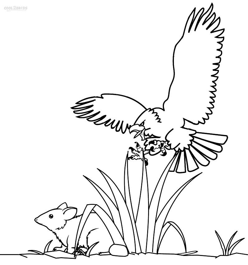 797x850 Printable Bald Eagle Coloring Pages For Kids Birds