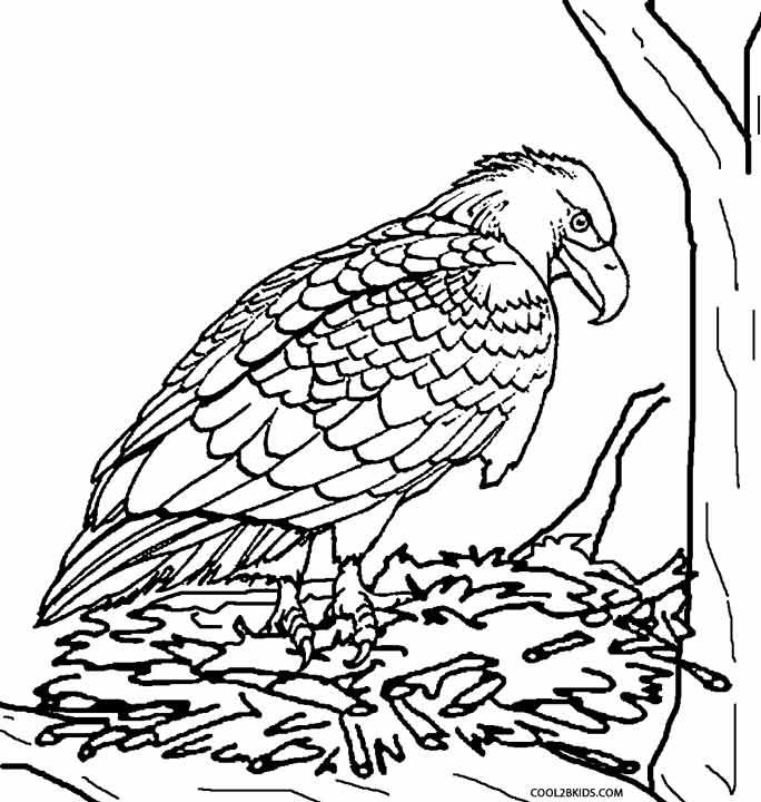 684x720 Printable Eagle Coloring Pages For Kids Birds