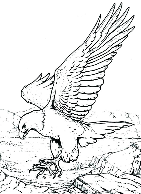 600x826 Eagles Coloring Pages Beautiful Eagle Coloring Page Online Bald
