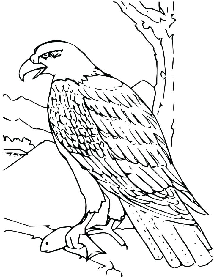 720x932 Philadelphia Eagles Coloring Pages Coloring Pages Of Eagles