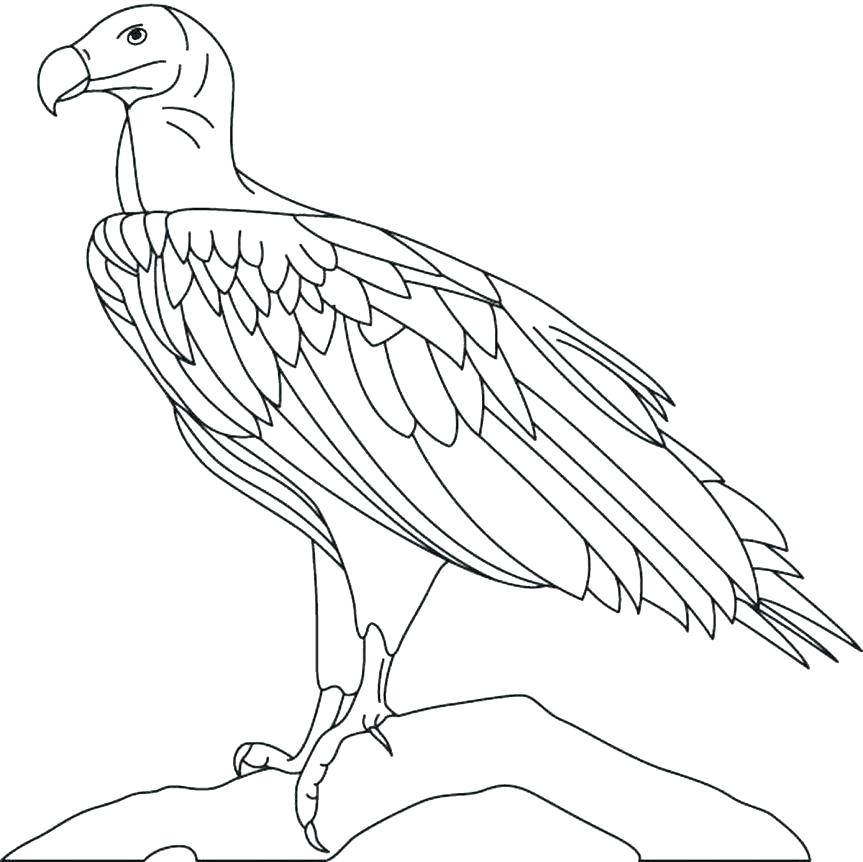 863x862 Philadelphia Eagles Coloring Pages Eagles Football Coloring Pages