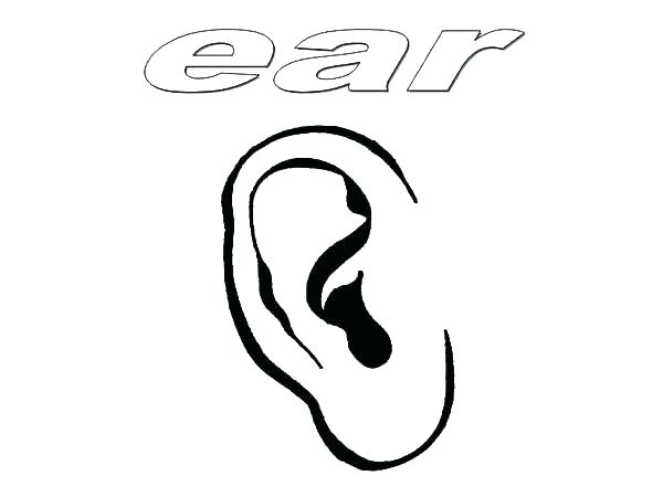 600x450 Ears Coloring Page Generous Ear Of Corn Coloring Page Photos