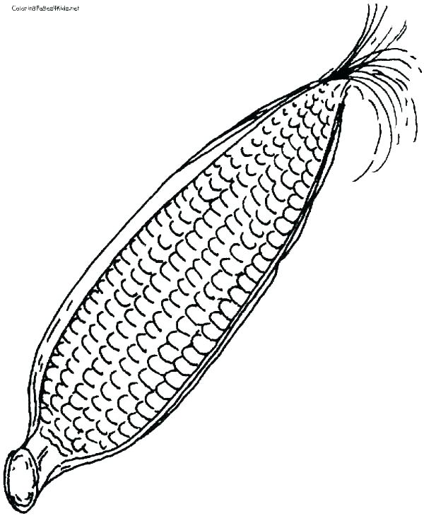 600x730 Corn Coloring Pages