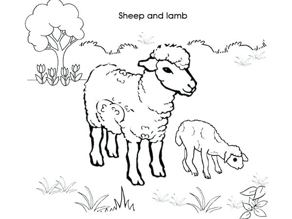 600x450 Coloring Pages Of Sheep Fresh Lamb Coloring Page Or Mother Sheep