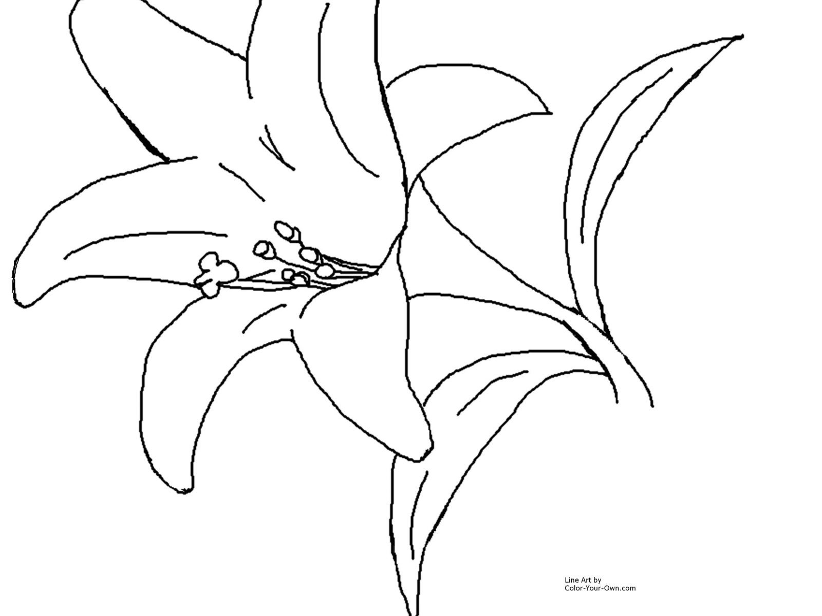 1600x1200 Fresh Spring Flowers Coloring Pages For Kids Luxury Easter Lily