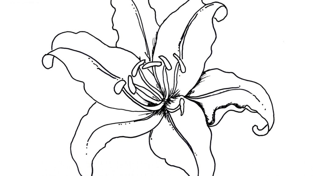 1024x576 Lilies Coloring Pages New Lily Glum Free Printable Flowers Water