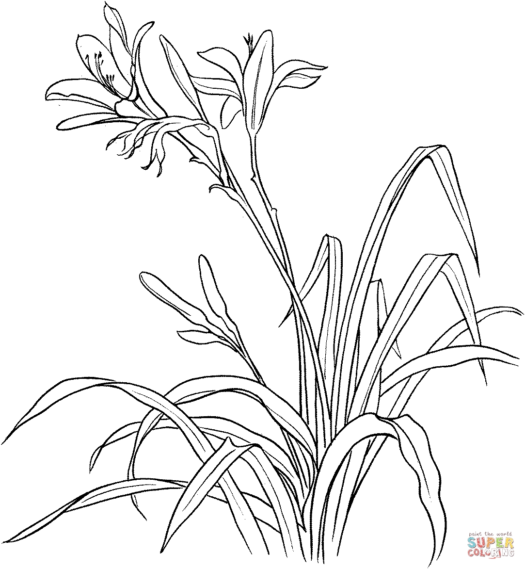 1083x1173 Unique Coloring Pages Lilies Of The Field Collection Free