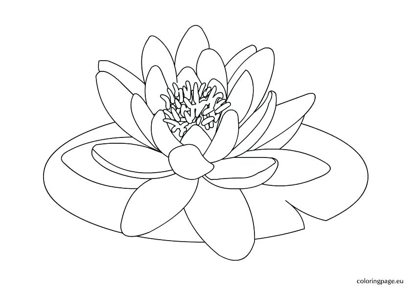 842x595 Calla Lily Coloring Pages