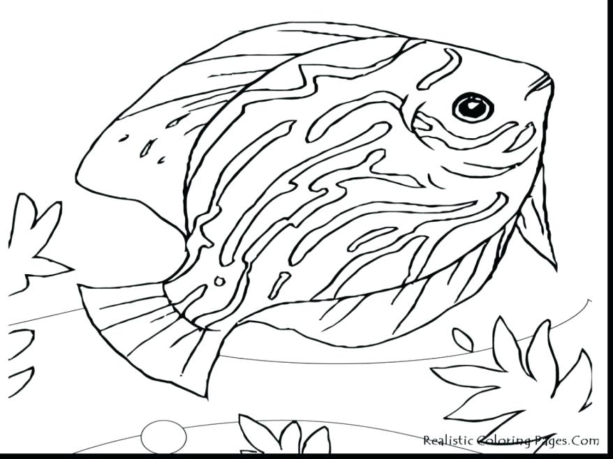 878x658 Glamorous Easy Animal Coloring Pages Unbelievable Sea Life Animals