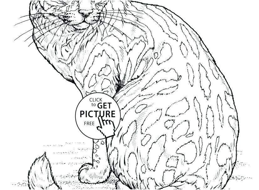 827x609 Cat Coloring Page Realistic Cat Coloring Pages Cat Coloring Pages