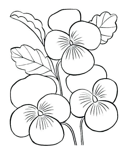530x613 Free Printable Flower Coloring Pages Simple Flower Coloring Pages