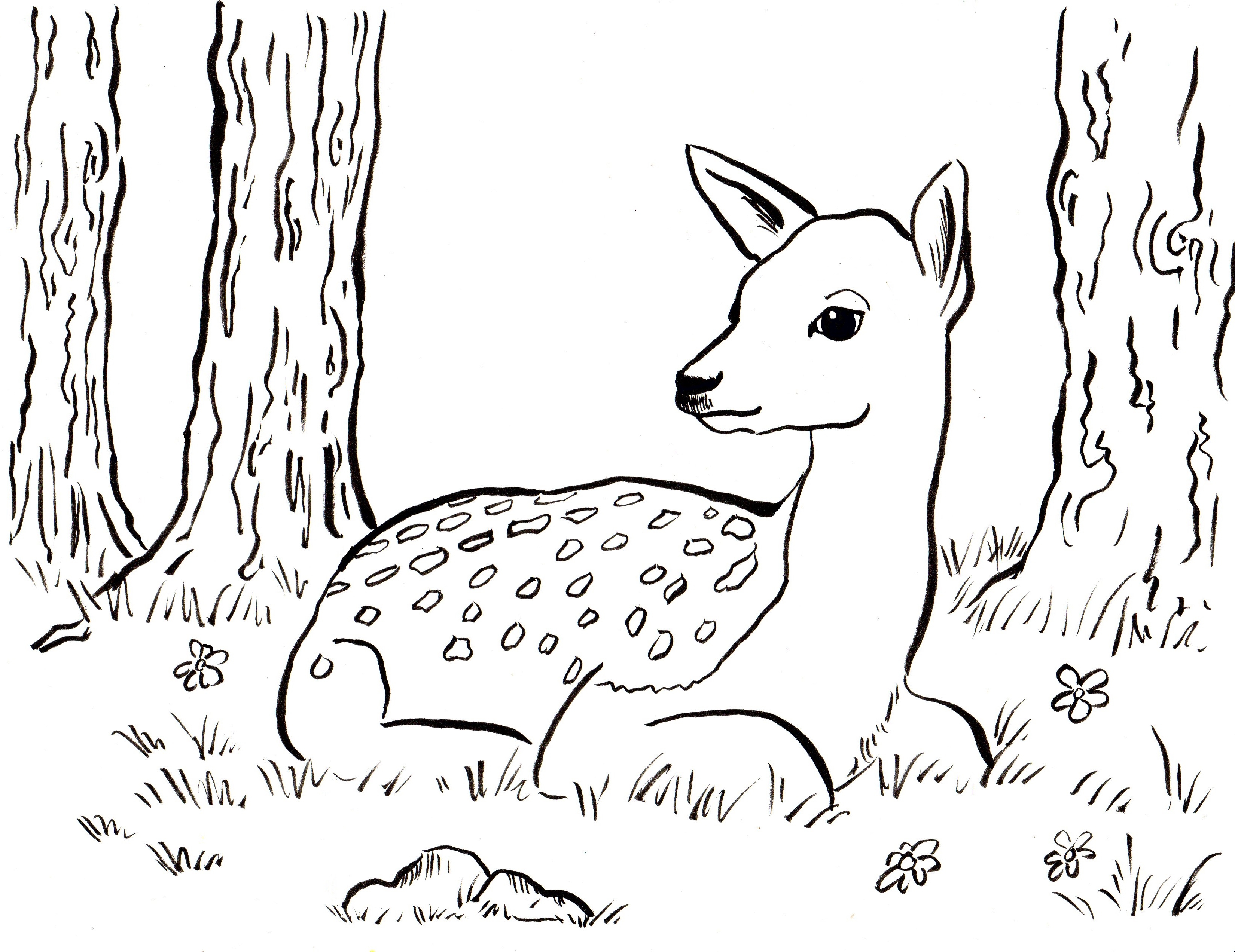 3300x2545 Reindeer Animal Coloring Pages Easy Coloring Pages Printable