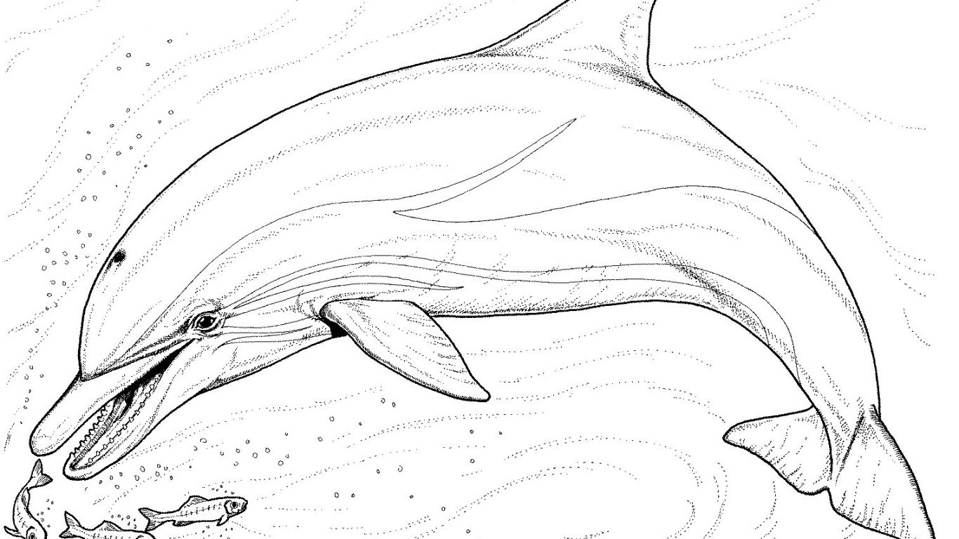 1366x768 Dolphin Coloring Book Easy Pages Games Printable Miami Tale Winter