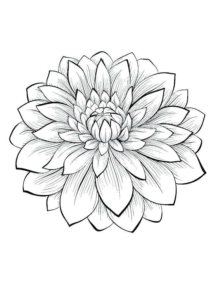 736x950 Hawaiian Flower Coloring Pages Flowers Color Pages Printable