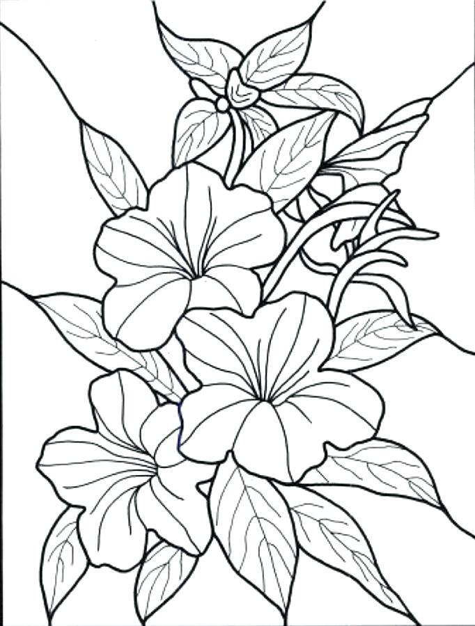 682x900 Easy Flower Coloring Pages