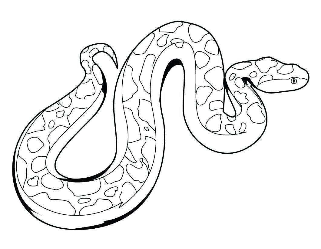1060x820 Animals Snake Easy To Draw Coloring Pictures Of Rainforest Color