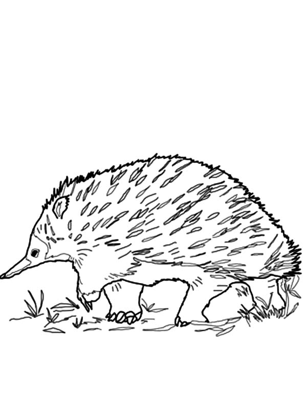 600x799 Walking Echidna Coloring Page Coloring Sun