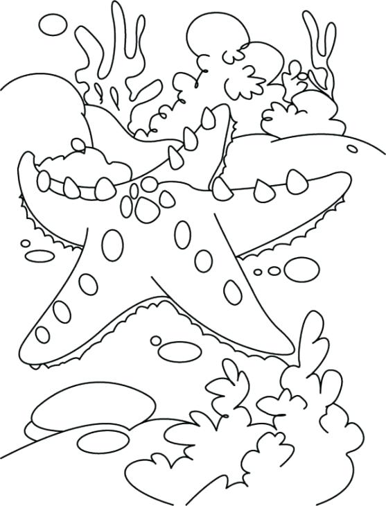 557x730 Coral Reef Coloring Page