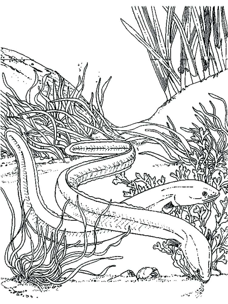 750x1000 Eel Coloring Pages Eels Coloring Pages Printable Moray Eel