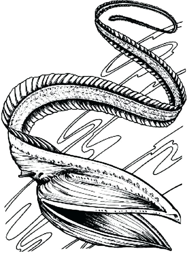 600x820 Eel Coloring Page