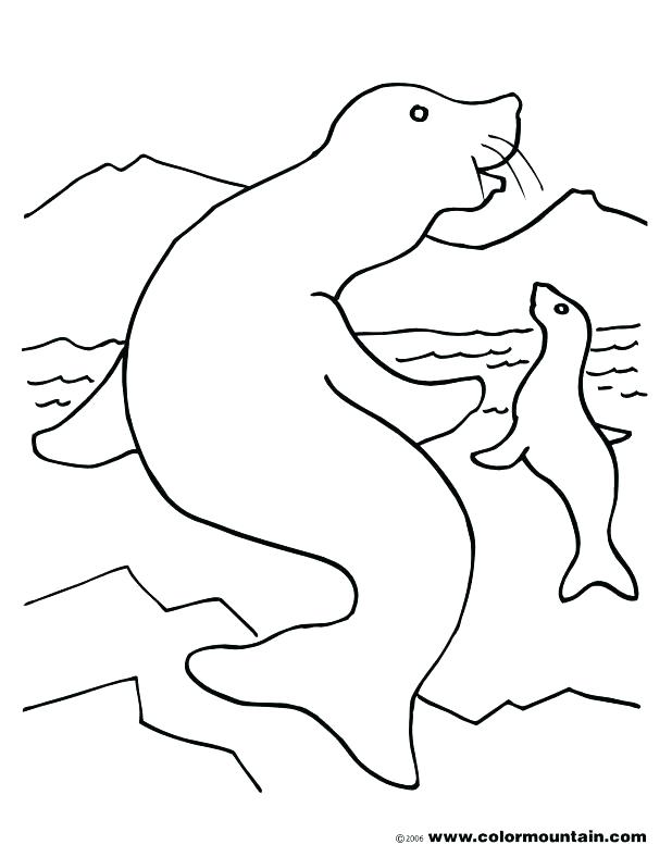 618x788 Seal Coloring Page Baby Harp Seal Coloring Pages Coloring Page
