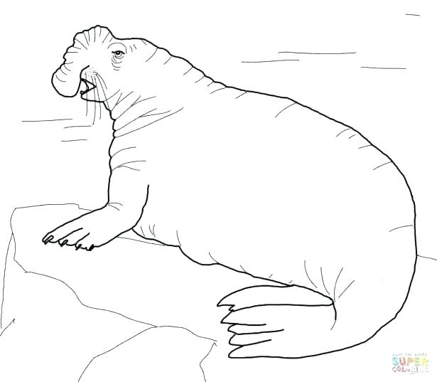 615x537 Seal Coloring Page State Seal Coloring Page Pages Animals Harbor