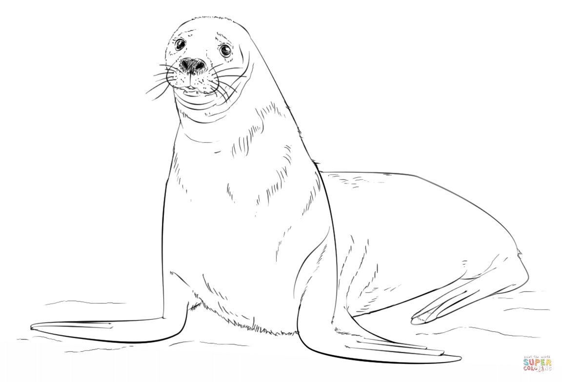 1152x784 Seal Coloring