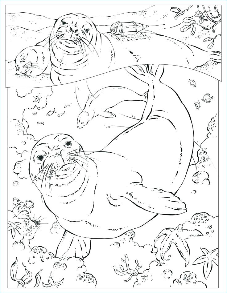 736x952 Seal Coloring Pages