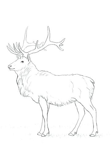 361x480 Elk Coloring Pages Elk Hunting Coloring Pages