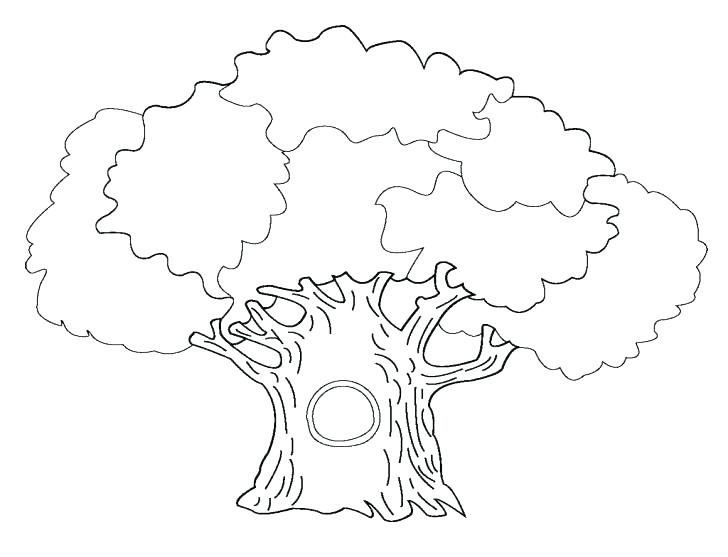 728x557 Coloring Page Tree Free Printable Tree Coloring Pages Related