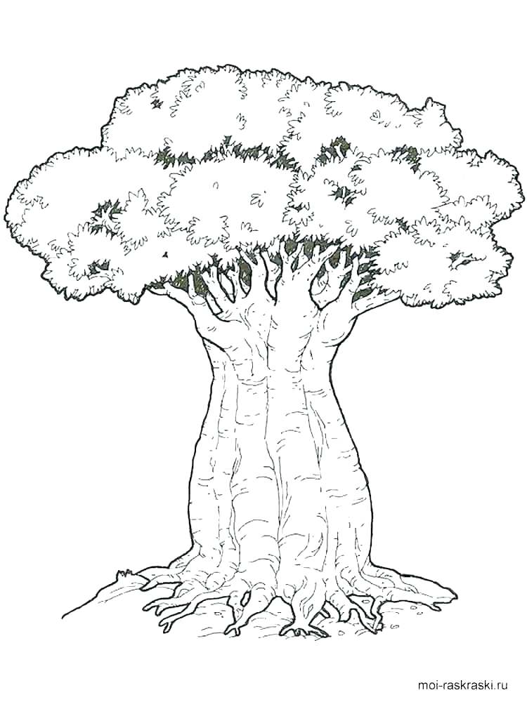 750x1000 Coloring Pages Trees Planting Oak Tree Coloring Page Coloring