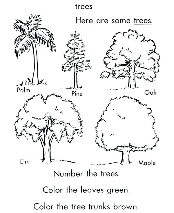 600x734 Free Printable Coloring Pages Of Palm Trees Kids Coloring