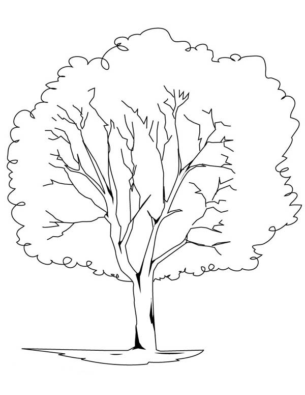 600x776 Planting Oak Tree Coloring Page Color Luna
