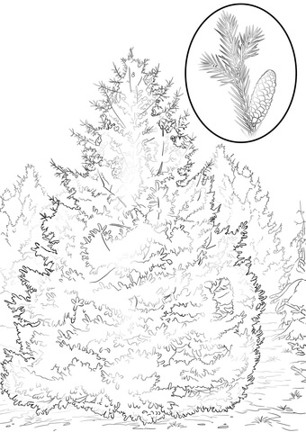 340x480 Tree Of Heaven Or Ailanthus Coloring Page