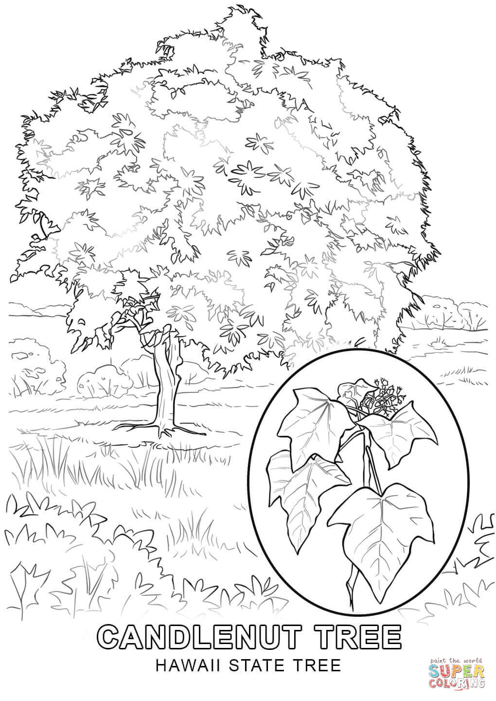 1020x1440 Better Hawaii State Tree Coloring Page Free Printable Pages