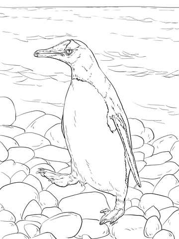 360x480 Gentoo Penguin Walks Coloring Page Happy Antarctica Day