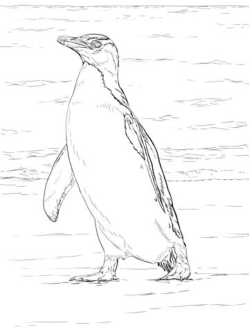 360x480 Yellow Eyed Penguin Coloring Page Free Printable Coloring Pages
