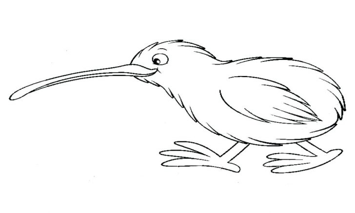 728x437 Coloring Pages For Adults Online Kiwi Animal Free Draw To Color