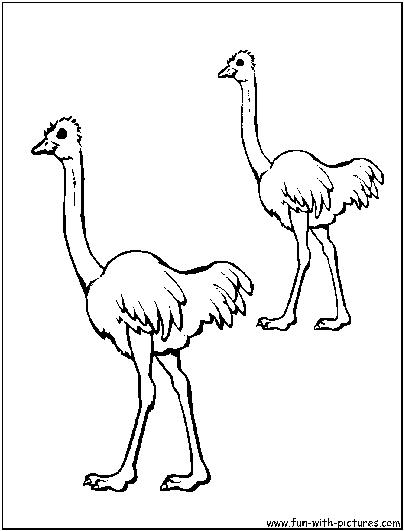 800x1050 Emu Coloring Page