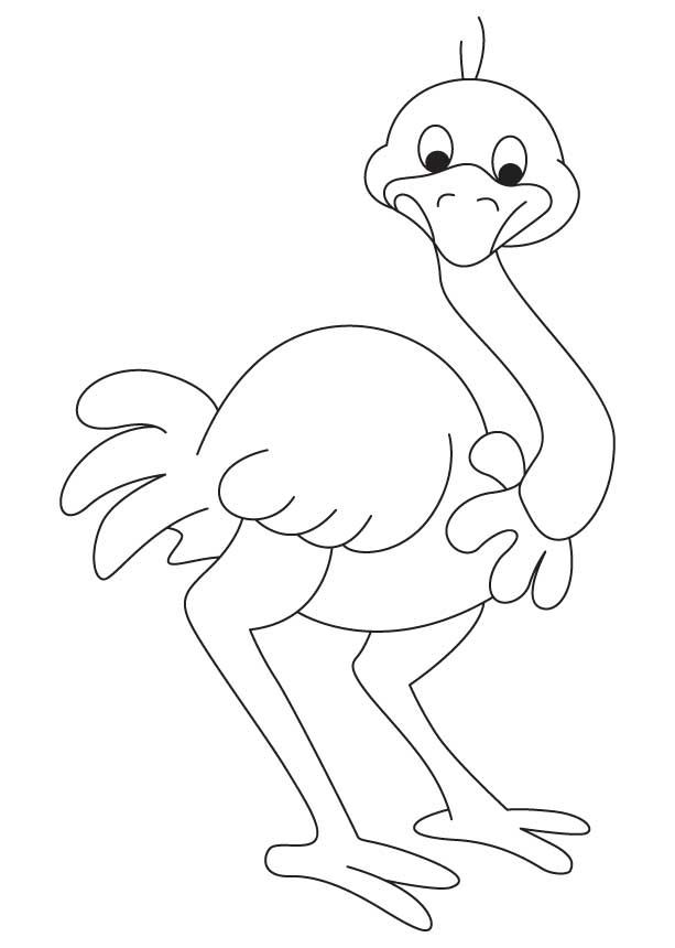 613x860 Ostrich Coloring Pages