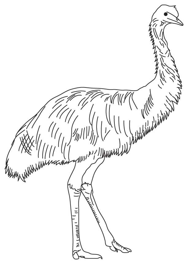613x860 Soft Feathered Emu Outback Adventure