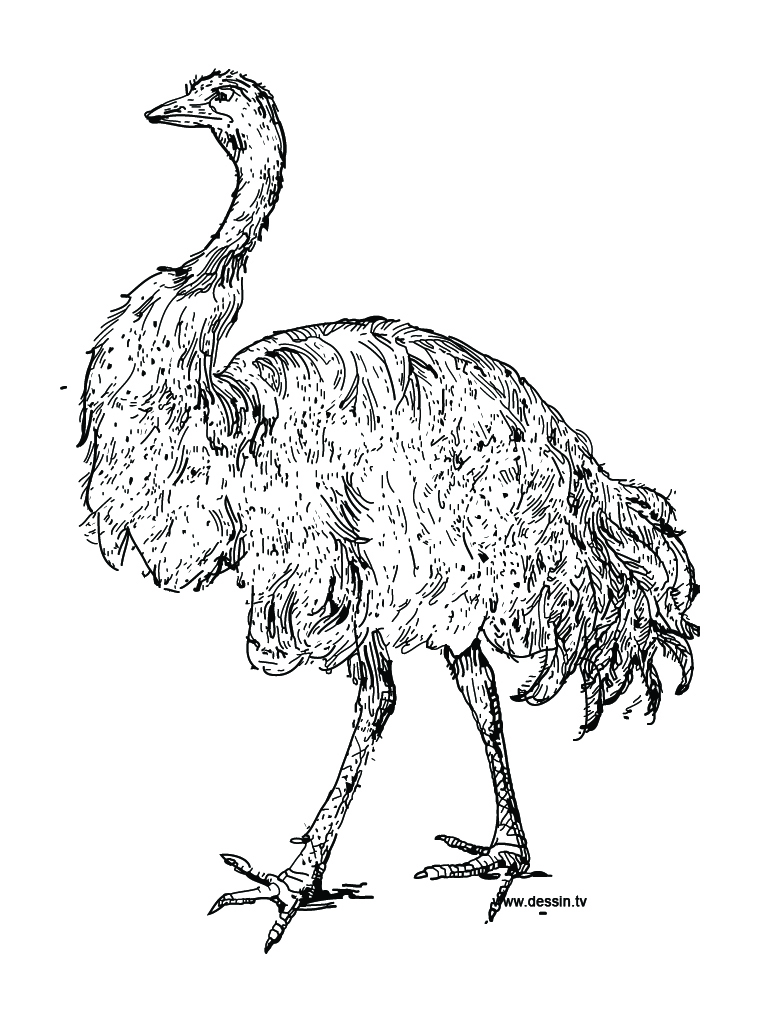 768x1024 An Ostrich Coloring Page