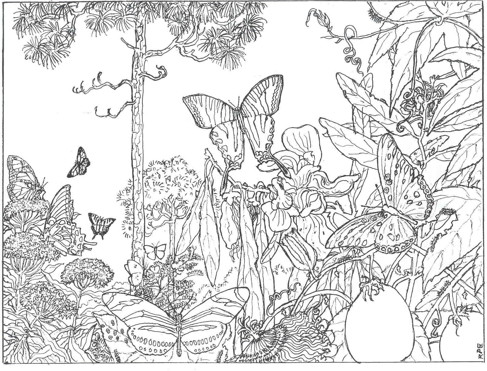 1607x1224 Adult Coloring Pages Enchanted Forest Download Coloring Sheets