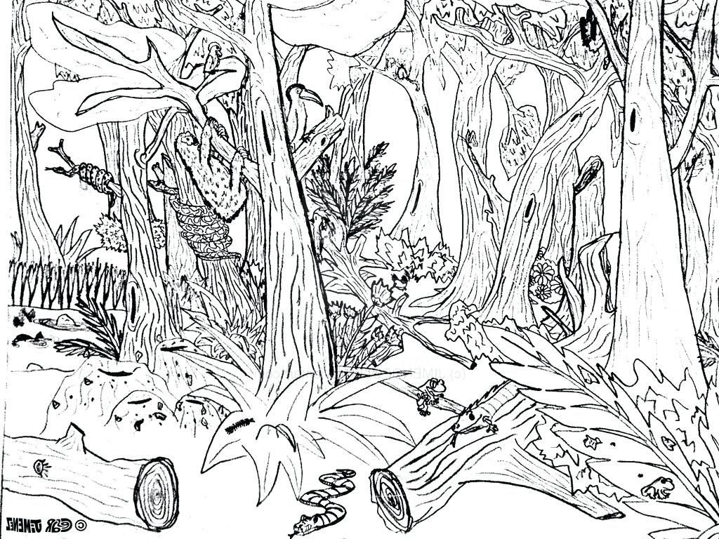 1024x768 Coloring Page Forest Coloring Page Simple Drawing Pics