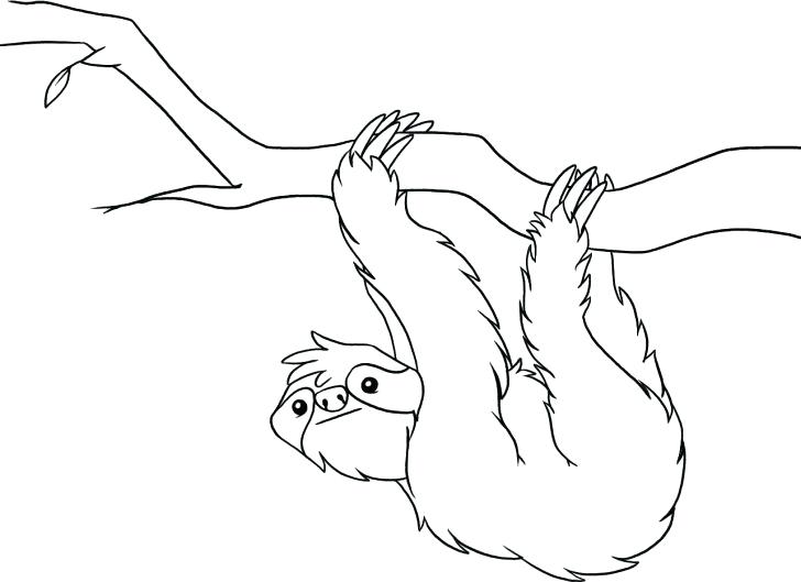 728x529 Endangered Species Sloth Coloring Page Color Endangered Species